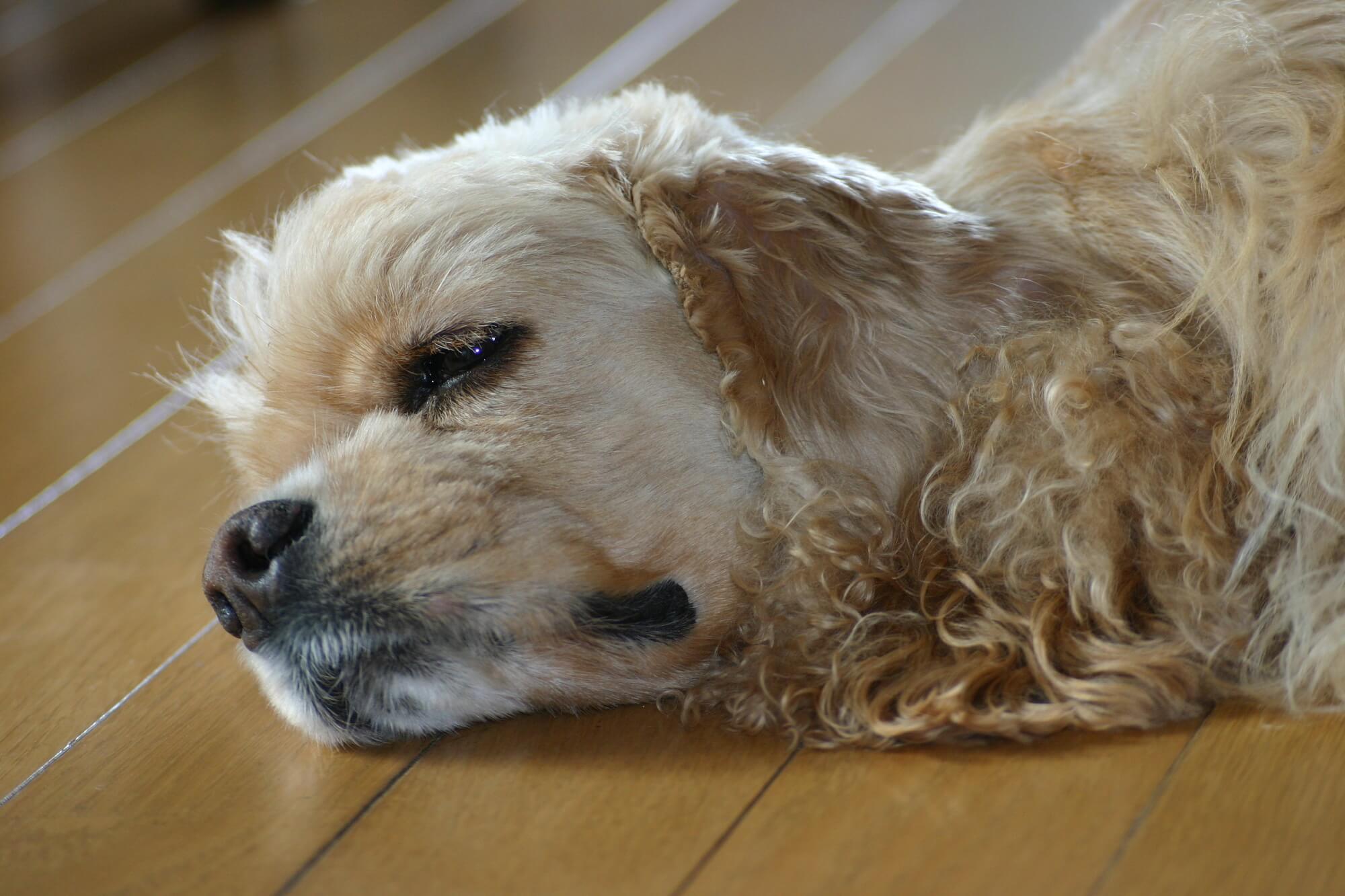 アメリカンコッカースパニエルの寿命・かかりやすい病気